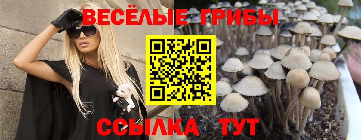 Псилоцибиновые грибы Psilocybine cubensis Ногинск